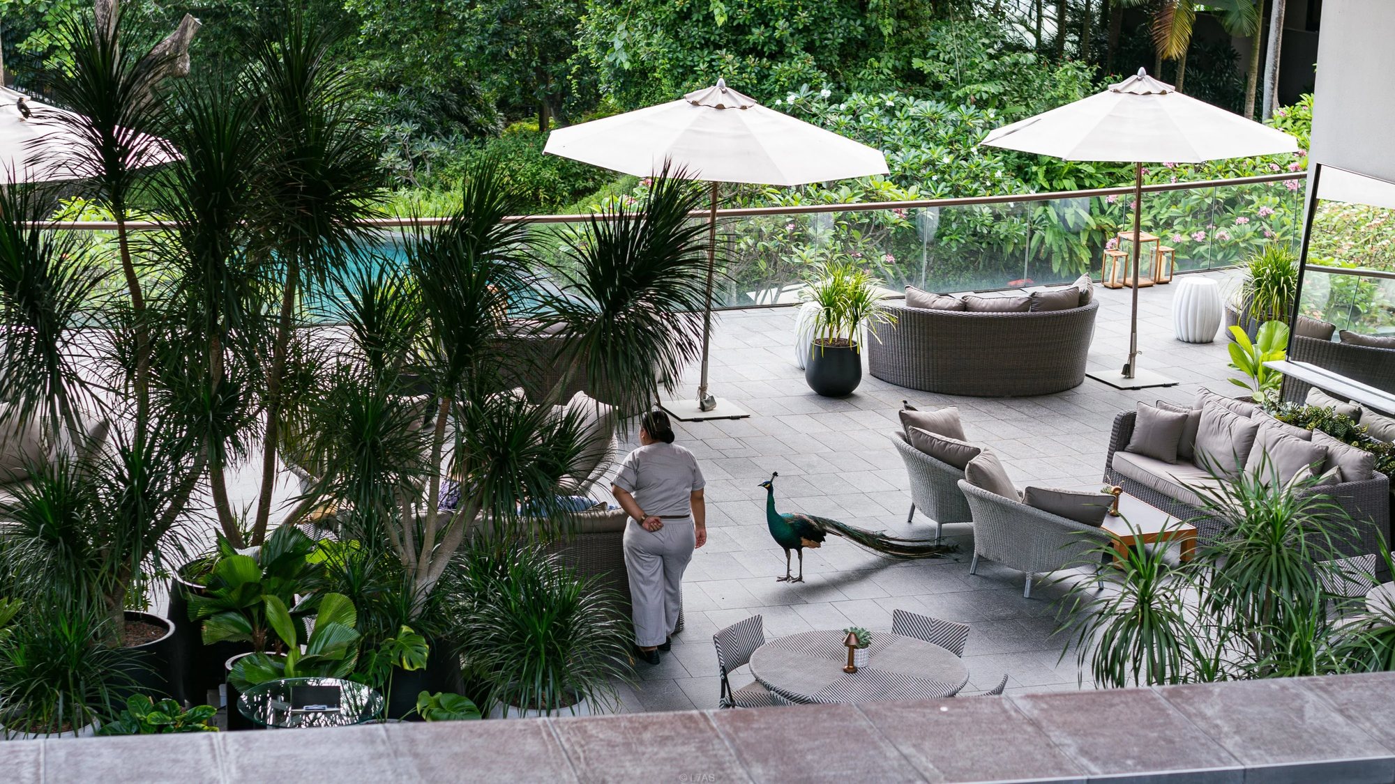 A terrace with umbrellas and a peacock on the paving