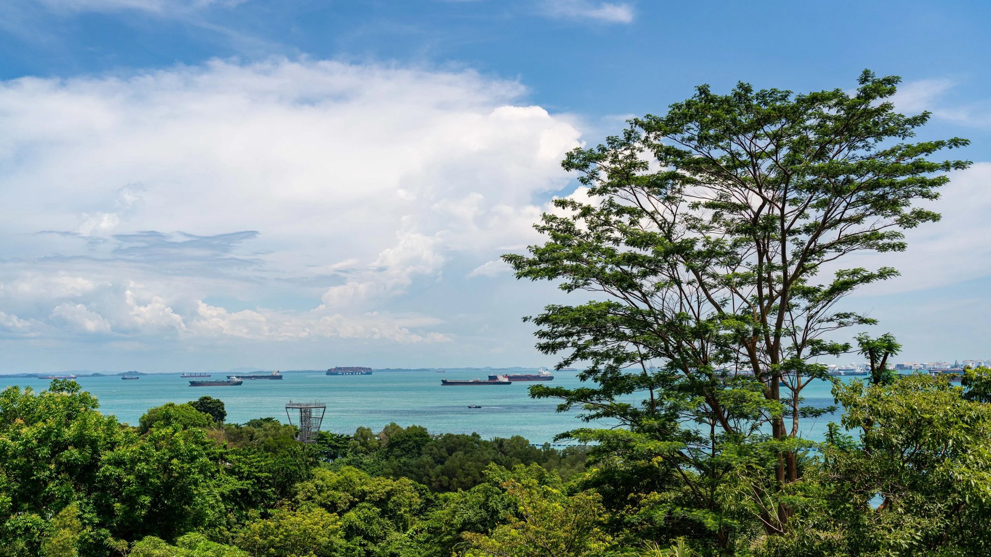 The view over the trees to the sea and ships