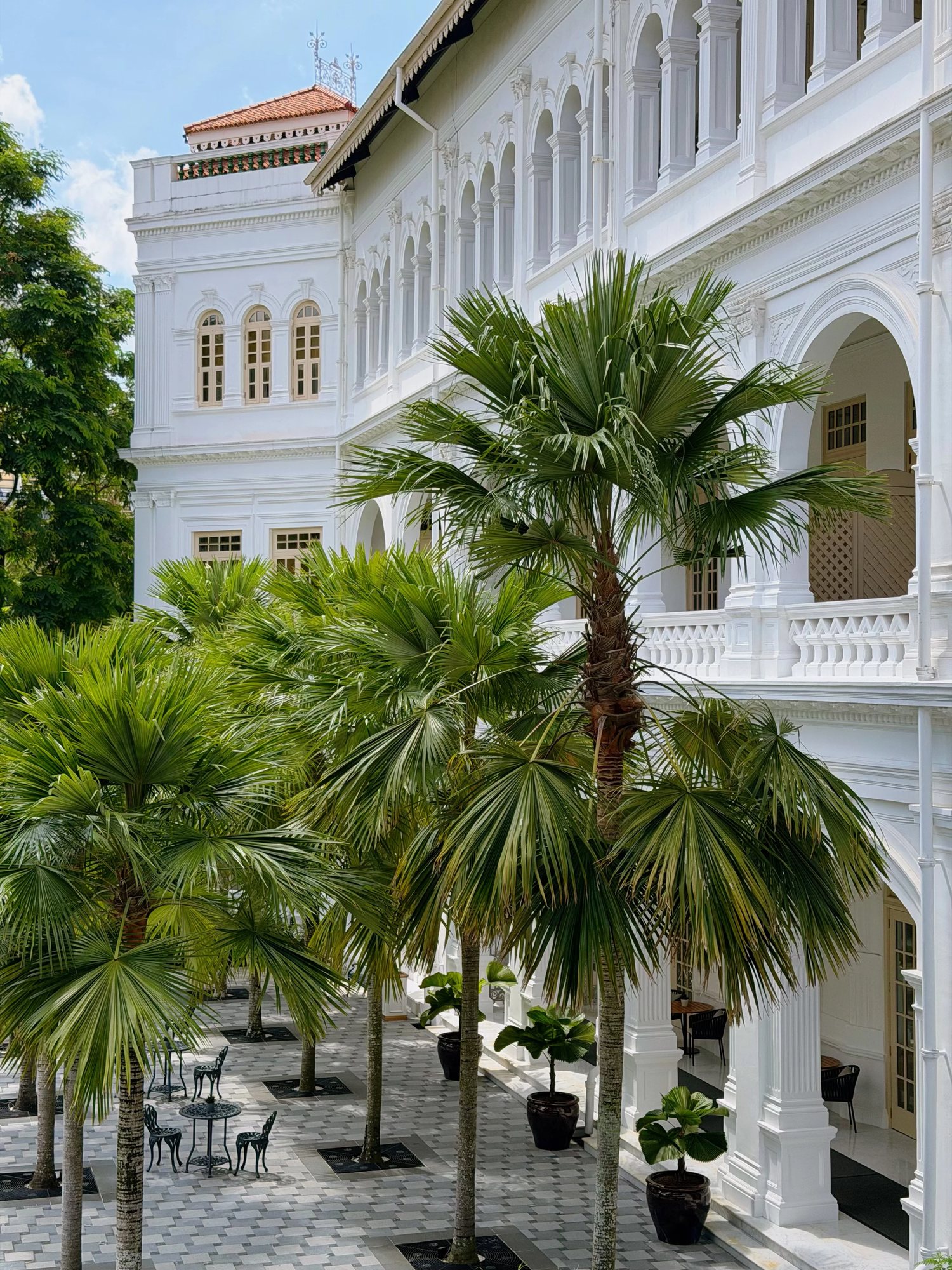 Fan palms in the Palm Court garden